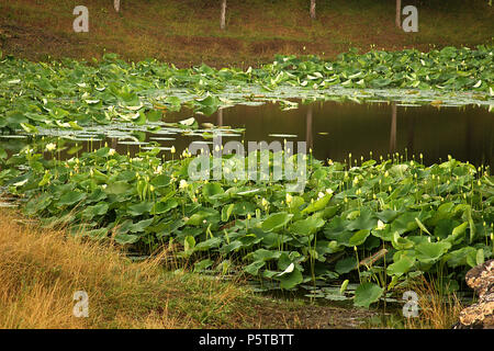 Des fleurs de lotus au bord de l'étang privé Banque D'Images