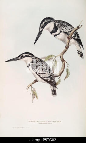 N/A. Pied Kingfisher Ceryle rudis, . 1837. John Gould (1804-1881) Noms alternatifs Gould zoologiste Britannique Description Date de naissance/décès 14 Septembre 1804 2 mars 1881 Lieu de naissance/décès, Lyme Regis London Authority control : Q313787 VIAF:29597222 ISNI:0000 0001 2125 9888 ULAN:500006638 RCAC:n:NLA79100355 35137514 287 CeryleRudisGould WorldCat Banque D'Images