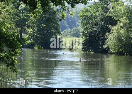 Nageurs à Weir Warleigh, près de Claverton en dehors de baignoire. Banque D'Images