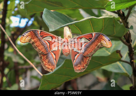 L'Atlas Moth est assis sur le cocon sous une feuille. Il est le papillon avec la plus grande surface d'aile dans le monde Banque D'Images