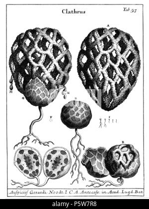 N/A. Anglais : les dessins du champignon Clathrus ruber. 1729. Pier Antonio Micheli (1679-1737) 351 1729 Clathrus ruber par Micheli Banque D'Images