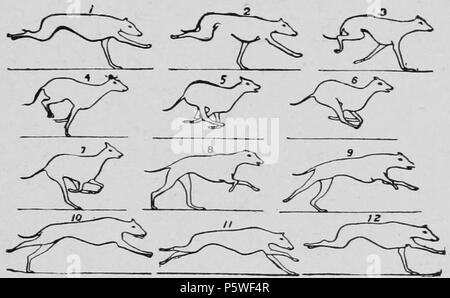 N/A. Anglais : le galop du chien. 1893. Eadweard Muybridge (1830-1904) Alternative Names Edward James Muggeridge Description photographe anglo-américain et inventeur Date de naissance/Décès 9 Avril 1830 8 mai 1904 Lieu de naissance/décès Kingston upon Thames, Angleterre Kingston upon Thames, Angleterre Contrôle d'autorité : Q190568 VIAF:2538199 ISNI:0000 0001 2117 9845 ULAN:500115207 RCAC:n:NARA79075151 10582473 438 059 Descriptif Zoopraxography WorldCat Banque D'Images