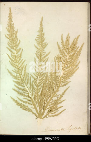 Album de plantes marines naturelles . English : Desmarestia ligulata Français : Les algues sont incrustées dans le papier et collées sur les feuilles par un procédé de séchage et pression dans un emboitage de maroquin rouge avec encadrement portant le titre au plat supérieur et " Plantes marines " au dos. Les noms scientifiques des algues sont manuscrits sur les planches. (Auteur anonyme) 440 Desmarestia ligulata Brest Banque D'Images