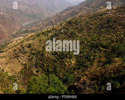 De vastes champs en terrasses au village de Dalkanya Nandhour sur la vallée, les collines du Kumaon, Uttarakhand, Inde Banque D'Images