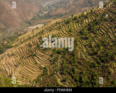 De vastes champs en terrasses au village de Dalkanya Nandhour sur la vallée, les collines du Kumaon, Uttarakhand, Inde Banque D'Images