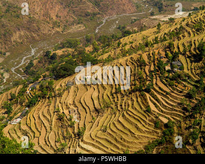 De vastes champs en terrasses au village de Dalkanya Nandhour sur la vallée, les collines du Kumaon, Uttarakhand, Inde Banque D'Images