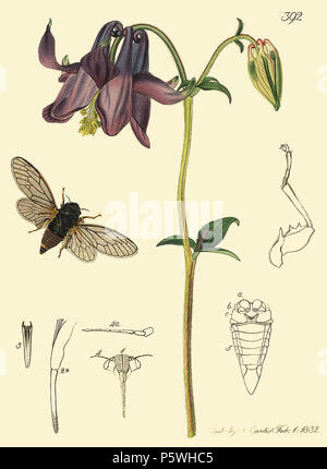 N/A. Anglais : Cicadetta montana, Aquilegia vulgaris - page 95/276 vol.7 - Entomologie britannique John Curtis . 1832. John Curtis (entomologiste) (1791-1862) 348 Cicadetta montana03 Banque D'Images