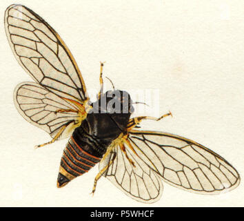 N/A. Anglais : Cicadetta montana (mâle) - page 95/276 vol.7 - Entomologie britannique John Curtis . 1832. John Curtis (entomologiste) (1791-1862) 348 Cicadetta montana04 Banque D'Images