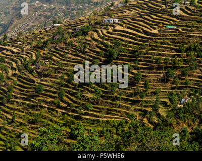 De vastes champs en terrasses au village de Dalkanya Nandhour sur la vallée, les collines du Kumaon, Uttarakhand, Inde Banque D'Images