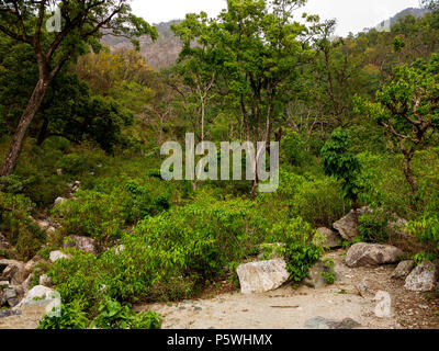 Jungle dense sur le Nandhour à distance près de la Vallée Village Kundal, collines du Kumaon, Uttarakhand, Inde Banque D'Images