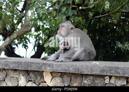 Les singes et nourrissons autour Pura Uluwatu. Notoire pour l'arraché les touristes' marchandises. Prises à Bali, juillet 2018. Banque D'Images