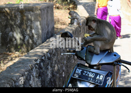 Les singes et nourrissons autour Pura Uluwatu. Notoire pour l'arraché les touristes' marchandises. Prises à Bali, juillet 2018. Banque D'Images