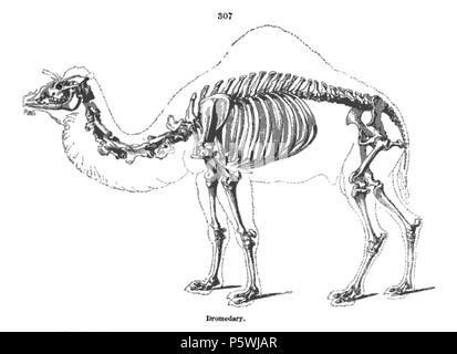 N/A. camel squelette . 1866. Richard Owen 264 squelette de chameau - Richard Owen - sur l'anatomie des vertébrés (1866) Banque D'Images
