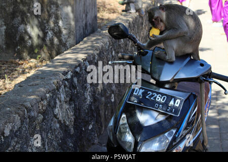 Les singes et nourrissons autour Pura Uluwatu. Notoire pour l'arraché les touristes' marchandises. Prises à Bali, juillet 2018. Banque D'Images