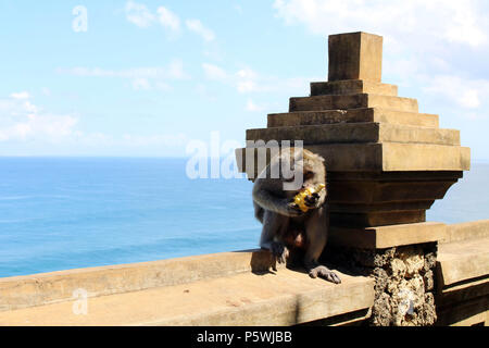 Les singes et nourrissons autour Pura Uluwatu. Notoire pour l'arraché les touristes' marchandises. Prises à Bali, juillet 2018. Banque D'Images