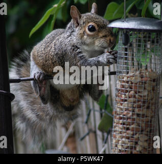 Squirrel manger des arachides Banque D'Images