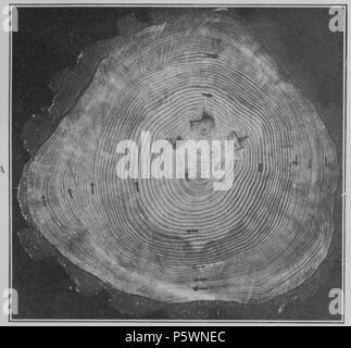 N/A. Anglais : Plaque 3A.-Section de Scotch pine du sud de l'Angleterre. 1919. Andrew Ellicott Douglass 353 cycles climatiques et Tree-Growth Plate 3A Banque D'Images