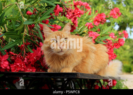 Longhaird semi chat domestique, mélange angora, allongé sur une table en face de la floraison des lauriers-roses Banque D'Images