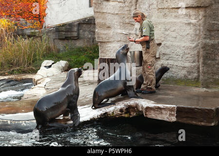 Vienne, Autriche - 3 novembre, 2015 : Zoo keeper du Zoo de Vienne rss les lions de mer Banque D'Images
