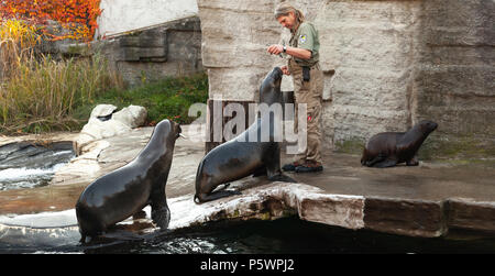 Vienne, Autriche - 3 novembre, 2015 : Zoo keeper du Zoo de Vienne rss les lions de mer avec du poisson frais Banque D'Images