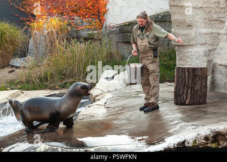 Vienne, Autriche - 3 novembre, 2015 : Zoo keeper du Zoo de Vienne rss sea lion en poisson frais Banque D'Images