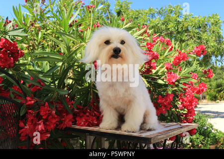 Le maltais chien assis sur une table en face de la floraison des lauriers-roses Banque D'Images