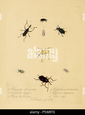 N/A. Pl. 4 De : "Histoire naturelle des insectes de la Chine". Avertissement : certains taxons/noms peuvent être mal identifié/mal appliqués ou placés dans un autre genre. Note : page 10 de Westwood, 1838 (avec les descriptions des figures 4, 5 et 6) passe à côté de la bibliothèque du patrimoine de biodiversité copie numérique numérisée, mais il est présent dans l'OCR en ligne version texte et dans l'édition en ligne 1842. [Illustration et Donovan texte de 1798 (Partenariat pour la création de texte)] : la prune chinensis, [nom de Westwood 1838 Texte révisé] Rhinastus sternicornis :. [Illustration et Donovan texte de 1798 (TCP)] : la prune longipes, [nom, Banque D'Images