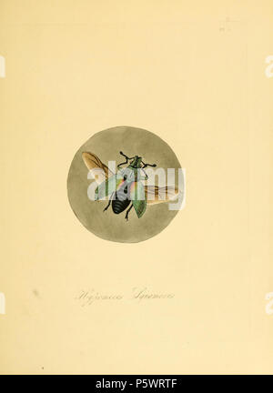 N/A. Pl. 5 De : "Histoire naturelle des insectes de la Chine". Avertissement : certains taxons/noms peuvent être mal identifié/mal appliqués ou placés dans un autre genre. (Remarque : cette plaque et la description page (page 10) passe à côté de la bibliothèque du patrimoine numérique de la copie numérisée édition 1838, mais il est présent dans l'édition en ligne 1842). [Illustration et Donovan texte de 1798 (Partenariat pour la création de texte)] : la prune squamosus, [nom de Westwood 1838 Texte révisé] Hypomeces : squamosus. Aussi sur la plaque 4 fig. 5. . 1842. Edward Donovan (1768-1837) 465 Donovan - insectes de la Chine, 1838 - pl 05 (à partir de la chambre 18 Banque D'Images