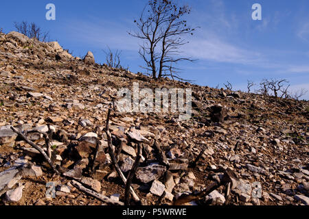 Feu de montagne, pins et flore sauvage brûlés là où ils étaient verts et en abondance, Saronida, Grèce. Banque D'Images