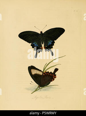 N/A. Pl. 22 de : "Histoire naturelle des insectes de la Chine". Avertissement : certains taxons/noms peuvent être mal identifié/mal appliqués ou placés dans un autre genre. [Texte de Donovan (ECCO 1798 TCP), de l'illustration légende et le nom de Westwood 1838 Texte révisé] : Papilio Paris. . 1838. Edward Donovan (1768-1837) 466 Donovan - insectes de la Chine, 1838 - pl 22 Banque D'Images