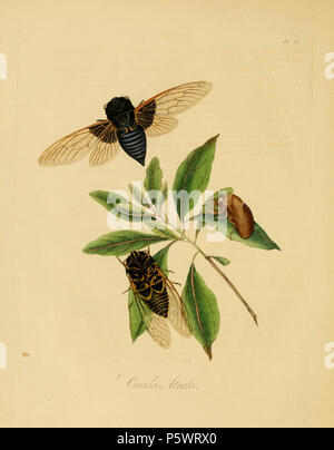 N/A. Pl. 15 de : "Histoire naturelle des insectes de la Chine". Avertissement : certains taxons/noms peuvent être mal identifié/mal appliqués ou placés dans un autre genre. [Illustration et texte de Donovan (1798) Partenariat pour la création de texte] : Cigale atrata, [nom de Westwood 1838 Texte révisé] : idem. . 1838. Edward Donovan (1768-1837) 466 Donovan - insectes de la Chine, 1838 - pl 15 Banque D'Images