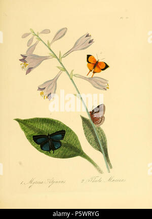 N/A. Pl. 39 de : "Histoire naturelle des insectes de la Chine". Avertissement : certains taxons/noms peuvent être mal identifié/mal appliqués ou placés dans un autre genre. Cette plaque et la description ne sont pas inclus dans l'édition en ligne de la bibliothèque du patrimoine de biodiversité de l'édition 1838, et sont copiées de l'édition numérique 1842 Ouvert sur Library.org. [Donovan texte de 1798 (Université d'Oxford Text Archive, 3,41)] : Papilio Atymnus , [illustration] légende : Myrina, Atymnus [nom de Westwood 1838 Texte révisé] : MYRINA (LOXURA ATYMNUS). [Texte de Donovan (ECCO 1798 TCP)] : Papilio mécène, [Nom et légende illustration Banque D'Images