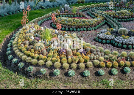 Le célèbre groupe de cactus à Carl Johan park Bolton. Le groupe est une tradition annuelle depuis 1926 et est composé de 25 000 plantes. Banque D'Images