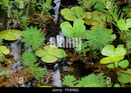 Marsilea (trèfle aquatique) et la plume de Parrot dans un petit étang Banque D'Images