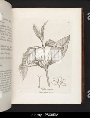 N/A. Illustration de 230 Coffea arabica (Coffea arabica L., café Arabe) à partir d'un supplément à la Botanique Médicale, ou, la deuxième partie : contenant les plaques avec la description de la plupart des principales plantes médicinales non inclus dans la matière médicale de la collégiale de pharmacopées Londres et Edinburgh : accompagné d'une preuve circonstancielle détail de leur effets médicinaux, et des maladies dont ils ont été utilisés avec succès par William Woodville . 1794. James Phillips 364 Coffea arabica 230-original Banque D'Images