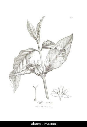 N/A. Illustration de 230 Coffea arabica (Coffea arabica L., café Arabe) à partir d'un supplément à la Botanique Médicale, ou, la deuxième partie : contenant les plaques avec la description de la plupart des principales plantes médicinales non inclus dans la matière médicale de la collégiale de pharmacopées Londres et Edinburgh : accompagné d'une preuve circonstancielle détail de leur effets médicinaux, et des maladies dont ils ont été utilisés avec succès par William Woodville . 1794. James Phillips 364 Coffea arabica 230-RGB Banque D'Images