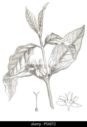 N/A. Illustration de 230 Coffea arabica (Coffea arabica L., café Arabe) à partir d'un supplément à la Botanique Médicale, ou, la deuxième partie : contenant les plaques avec la description de la plupart des principales plantes médicinales non inclus dans la matière médicale de la collégiale de pharmacopées Londres et Edinburgh : accompagné d'une preuve circonstancielle détail de leur effets médicinaux, et des maladies dont ils ont été utilisés avec succès par William Woodville . 1794. James Phillips 364 Coffea arabica 230-RGB-cropped Banque D'Images