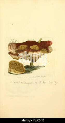 369 Les chiffres de couleur de l'anglais ou les Champignons Champignons - t. 193 Banque D'Images
