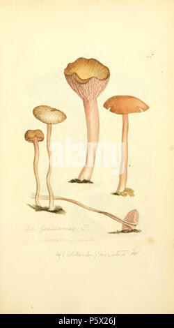 369 Les chiffres de couleur de l'anglais ou les Champignons Champignons - t. 208 Banque D'Images