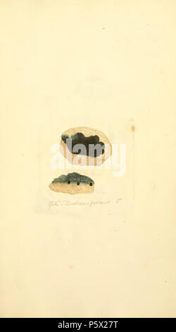 369 Les chiffres de couleur de l'anglais ou les Champignons Champignons - t. 220 Banque D'Images