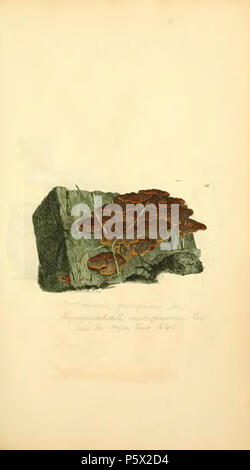 369 Les chiffres de couleur de l'anglais ou les Champignons Champignons - t. 26 Banque D'Images