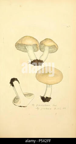 369 Les chiffres de couleur de l'anglais ou les Champignons Champignons - t. 281 Banque D'Images