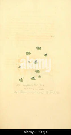 369 Les chiffres de couleur de l'anglais ou les Champignons Champignons - t. 301 Banque D'Images