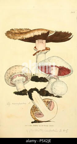 369 Les chiffres de couleur de l'anglais ou les Champignons Champignons - t. 305 Banque D'Images
