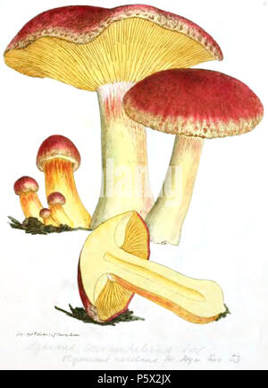 369 Les chiffres de couleur de l'anglais ou les Champignons Champignons - t. 31 Banque D'Images
