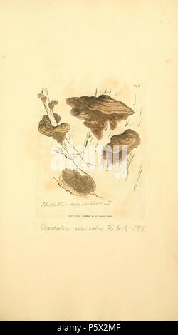 369 Les chiffres de couleur de l'anglais ou les Champignons Champignons - t. 325 Banque D'Images