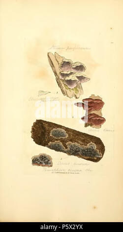 370 Les chiffres de couleur de l'anglais ou les Champignons Champignons - t. 388 Banque D'Images