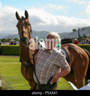 Les chevaux pur-sang d'être montré et a marché autour de la parade en face de l'anneau de parieurs avant la course. Le comté de Kerry, Irlande. Banque D'Images