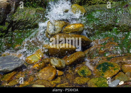 Tumbling cascade plus de rochers couverts d'algues dans un petit cours d'eau claire. Banque D'Images