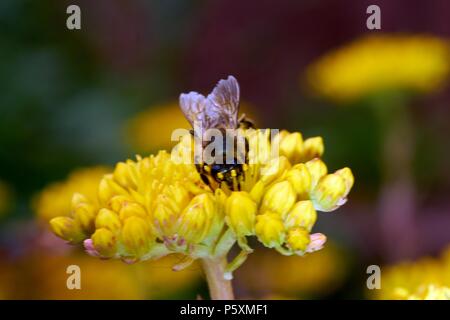 Bee Anthophila est assis pour se reposer sur une fleur jaune Banque D'Images
